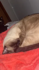 Como Entender o Comportamento dos Gatos e Se Conectar com Seu Felino