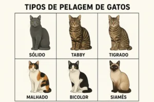 Descubra os principais tipos de pelagem de gatos e suas curiosidades