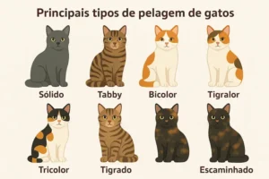 Descubra os principais tipos de pelagem de gatos e suas curiosidades