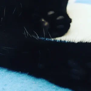 Hidratar as patas