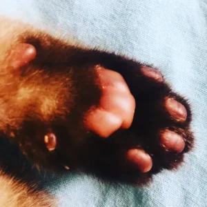 Hidratar as patas
