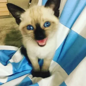 Como São os Gatos Siameses