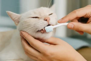 Como Escovar os Dentes de um Gato