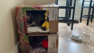 Abrigo para Gatos