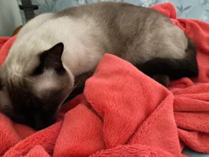 Como São os Gatos Siameses