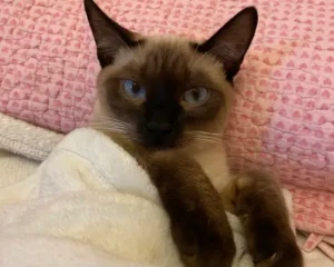 Como São os Gatos Siameses