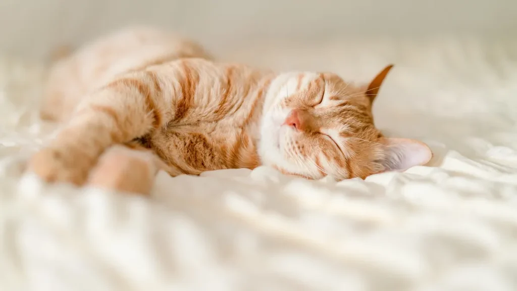 Os gatos são os únicos animais que ronronam
