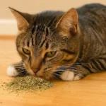 Catnip para gatos