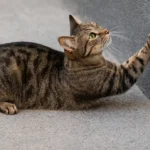 Gatos Estão Arranhando Lajes