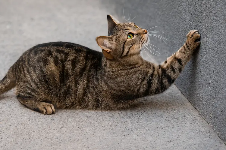 Gatos Estão Arranhando Lajes