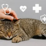 Doenças silenciosas em gatos