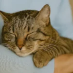 Gatos de apoio emocional