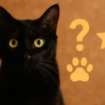 Curiosidades sobre gatos pretos