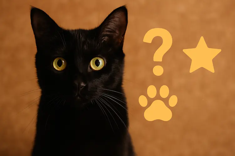 Curiosidades sobre gatos pretos