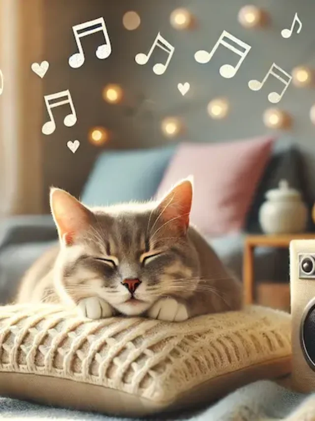 Playlists Calmantes para Gatos