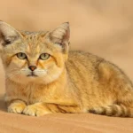 Gato de Areia Árabe