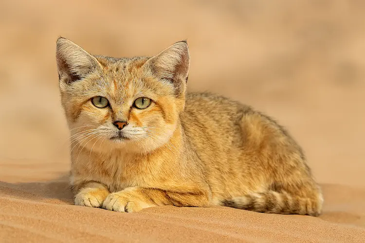 Gato de Areia Árabe