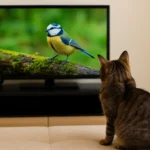 Por que os gatos assistem TV e vídeos