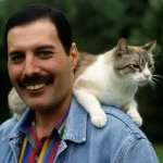Os Gatos de Freddie Mercury
