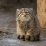 Gato de Pallas