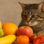 Gato pode comer frutas