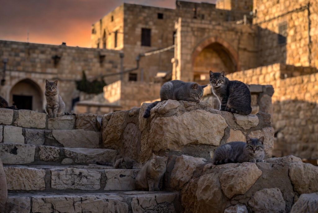 Por que há tantos gatos em Jerusalém mostrado por vários gatos descansando em escadarias de pedra da cidade antiga ao entardecer