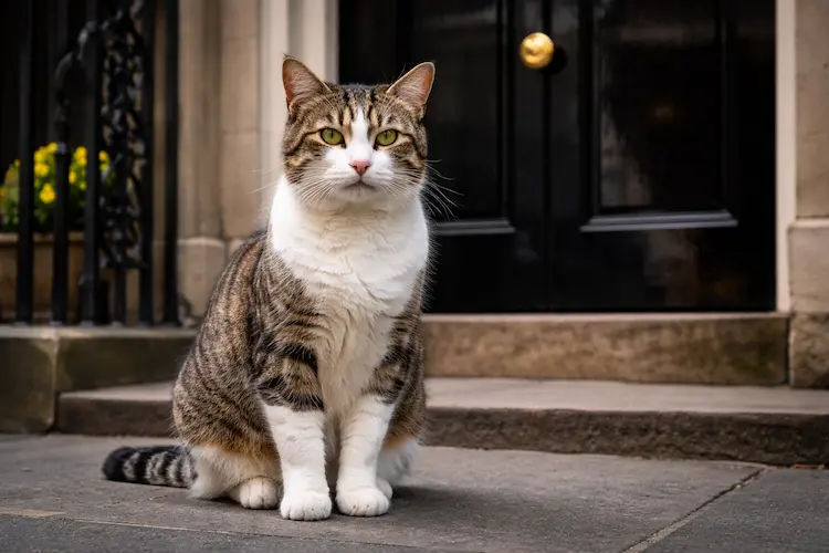 Larry, o gato da Downing Street, sentado em frente à porta oficial do governo britânico