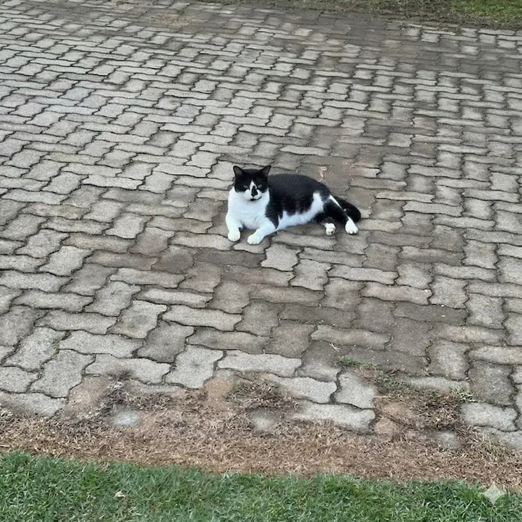 Galeria de Gatos: Conheça os Pets da Comunidade Gatos Ronron 14.