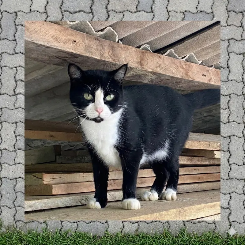 Galeria de Gatos: Conheça os Pets da Comunidade Gatos Ronron 8.