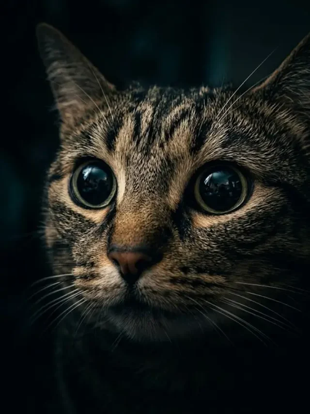 Gato em Pânico? O Erro Que Leva ao Hospital