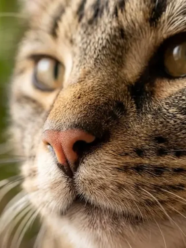 Segredos que o Focinho do seu Gato Revela