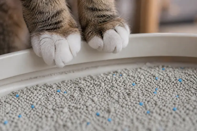 Fotografia macro em close-up das patas dianteiras de um gato, com pelagem branca, apoiadas na borda de uma caixa de areia limpa, iluminada suavemente em ambiente interno, com a textura granulada da areia em foco nítido e o fundo desfocado.